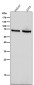 Anti-GAD67 GAD1 Rabbit Monoclonal Antibody